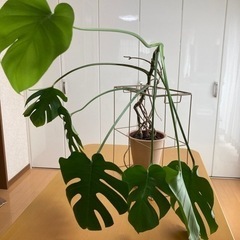 観葉植物の画像