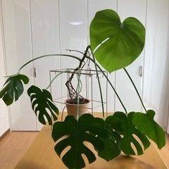 観葉植物の画像