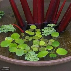 ドワーフフロッグビット(浮草)  5株　複数購入割引ありの画像