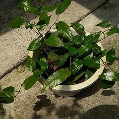 値下げしました　ピパーツ(ピパーチ)鉢植え　の画像