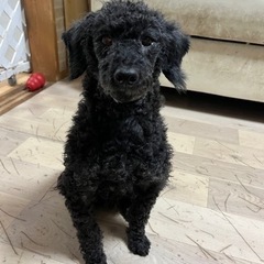 トイプードル♂7歳