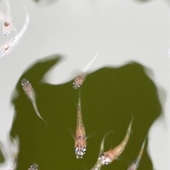 明けの明星の稚魚5匹の画像