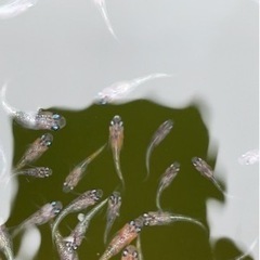 明けの明星の稚魚5匹の画像