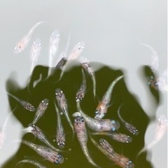 明けの明星の稚魚5匹の画像