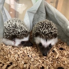 ハリネズミの里親の画像
