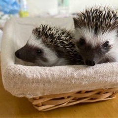ハリネズミの里親 - 柏市