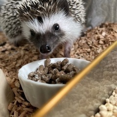 ハリネズミの里親 − 千葉県