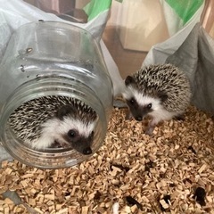 ハリネズミの里親 - 里親募集