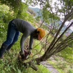 お困りの木、倒します！！伐採・草刈り等