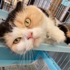 🐱里親募集🐱スコティッシュロング♀ 推定5歳