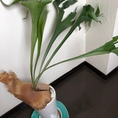 観葉植物　ビカクシダ