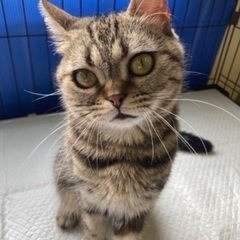 🐱里親募集🐱アメショー♀ 推定3歳
