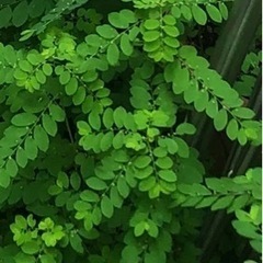 この雑草の名前を教えて下さい - 名古屋市