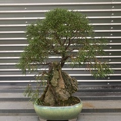 シンパク