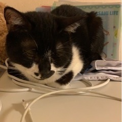 2歳猫の里親さんを探しています。