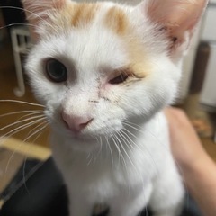 人馴れしてます オス 3ヶ月