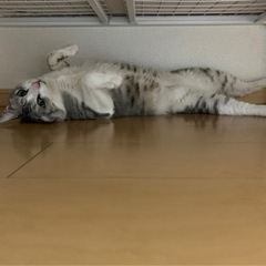 猫と寝たい方   かなり甘えた猫です