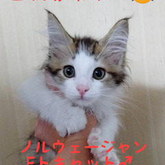 6/26生♪ノルウェージャンフォレストキャット♂ブラウンタビー＆ホワイト（トライアウト猫）の画像