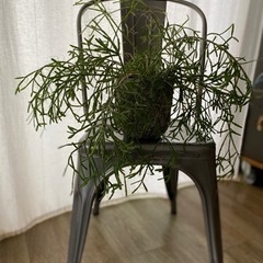 リプサリス　陶器の鉢とセット