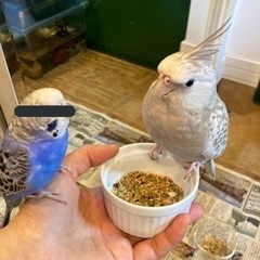 オカメインコ（ホワイトフェイス）を探してます！