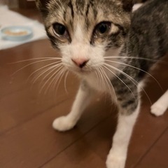 サバトラ🐱生後１ヶ月~~~