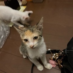 黄色茶が入った綺麗な三毛猫🐱