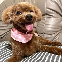 保護犬♀萌音☆分離不安症です