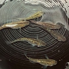 めだか 琥珀ラメ 5匹 の画像