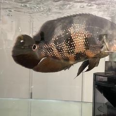 【本日まで受付！】ワイルドオスカー　水槽、水槽台、外部濾過など一式　オスカー単体も可の画像