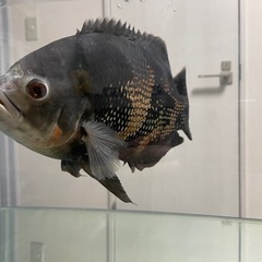 【本日まで受付！】ワイルドオスカー　水槽、水槽台、外部濾過など一式　オスカー単体も可の画像