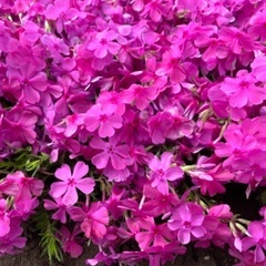 芝桜お譲りします