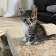 (現在交渉中)元気になりました！子猫　