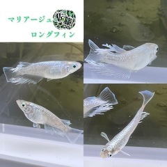 各種メダカ                                               メダカ：卵～針子～稚魚：その他：貝～エビ～水草：◎餌◎：マイクロワーム：タマミジンコ 大陸ミジンコの画像