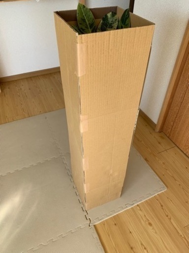 観葉植物☆フィッカスジン