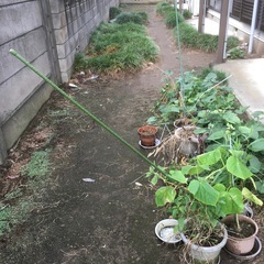 きゅうりの苗の育て方を教えてください