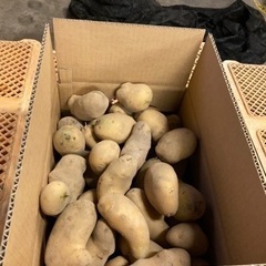 ジャガイモ種芋10キロ‼️2500円〜3500円の画像