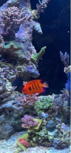 値下げ　海水魚　フレームエンゼル