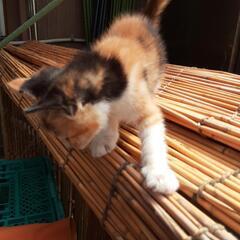 三毛猫ちゃん