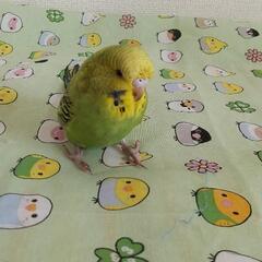 羽衣インコのペアー