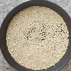 令和4年産コシヒカリ玄米30kgの画像