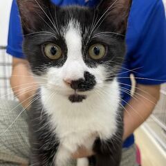 【保護猫】子猫　生後推定3ヶ月オス　こんぶくん