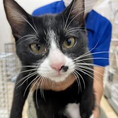 【保護猫】子猫　生後推定3ヶ月メス　ひじきちゃん