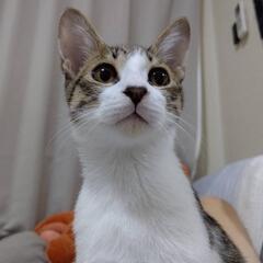 キジ白ベタ慣れ元気な男の子
