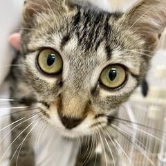 【保護猫】子猫　生後推定4ヶ月メス　ピーチさん