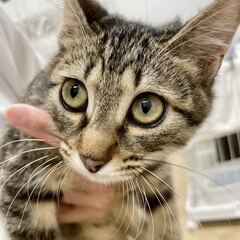 【保護猫】子猫　生後推定4ヶ月メス（キジトラ）　みかんちゃん