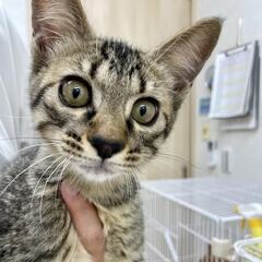 【保護猫】子猫　生後推定4ヶ月オス（キジトラ）　パンプキンくん
