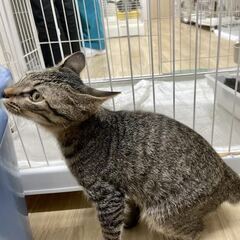 【保護猫】子猫　生後推定4ヶ月オス（キジトラ）　そら豆ちゃん - 三浦市