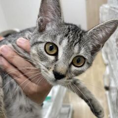 【保護猫】子猫　生後推定4ヶ月オス（キジトラ）　アッシュくん