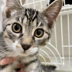 【保護猫】子猫　生後推定4ヶ月オス（キジトラ）　ソックスくん