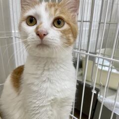 【保護猫】子猫　生後推定5ヶ月メス（茶）　リンちゃん